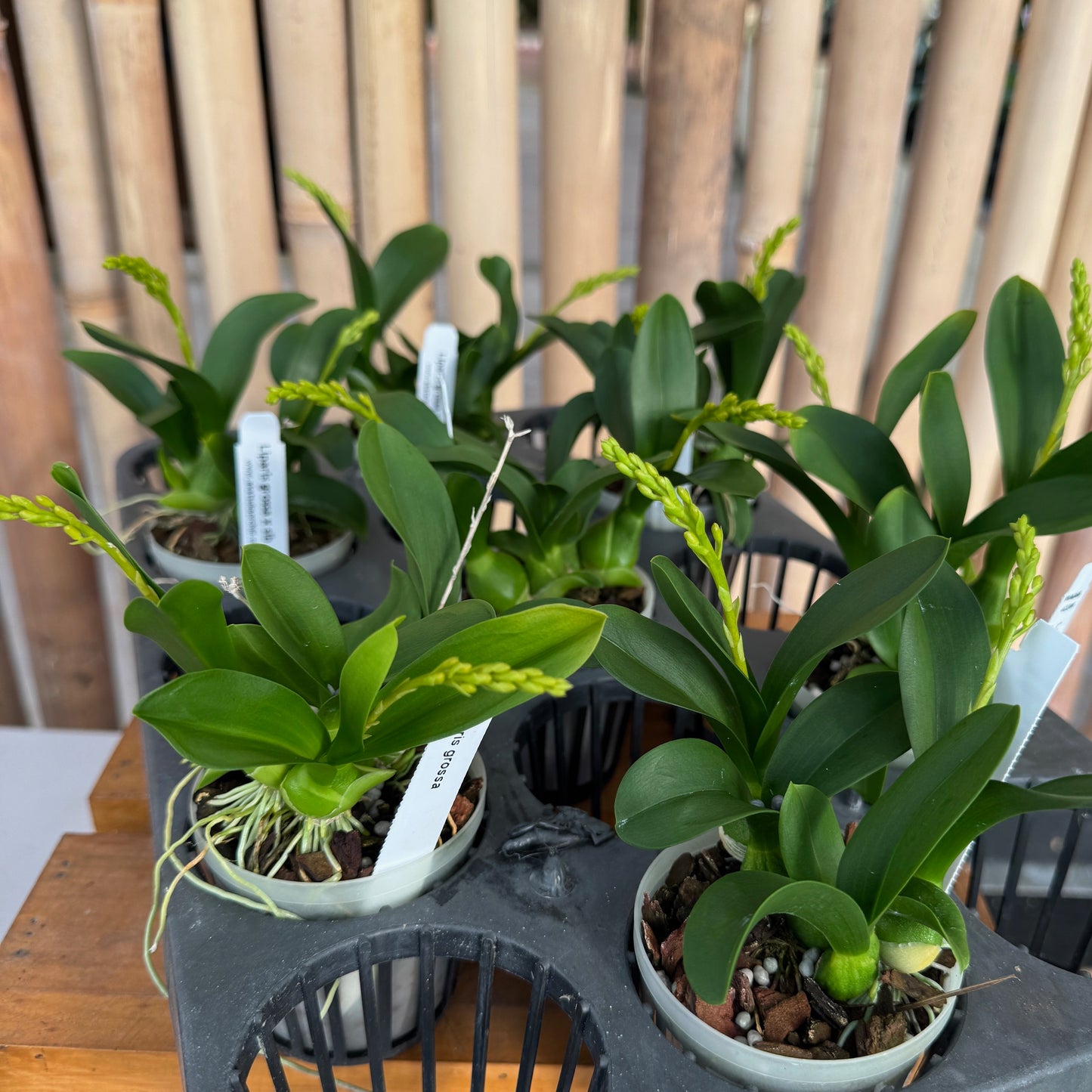 Liparis grossa (3" Pot) - Double Spikes