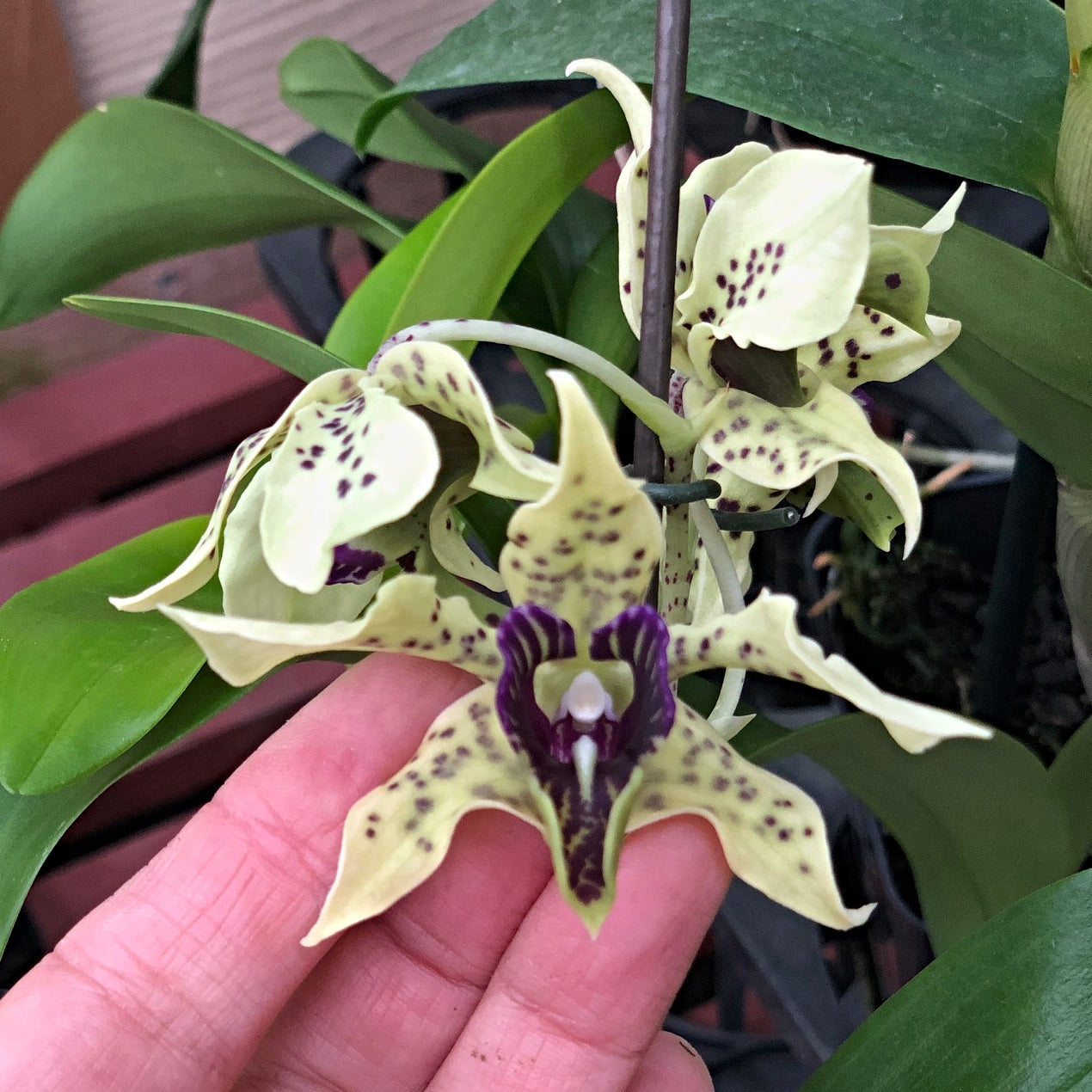 Den.  Little Atro (4" Pot) - Buds