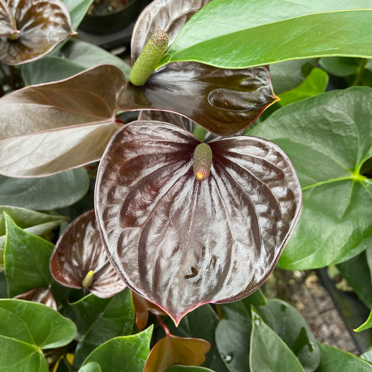 Anth. Love Black (4" Pot)