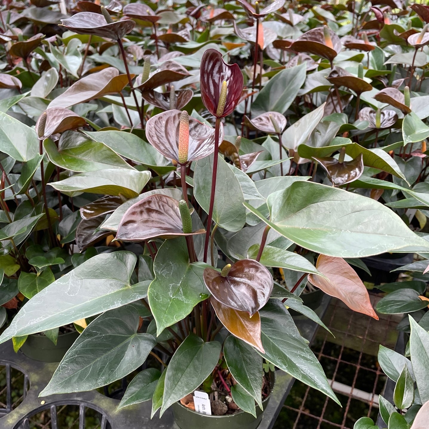 Anth. Love Black (4" Pot)