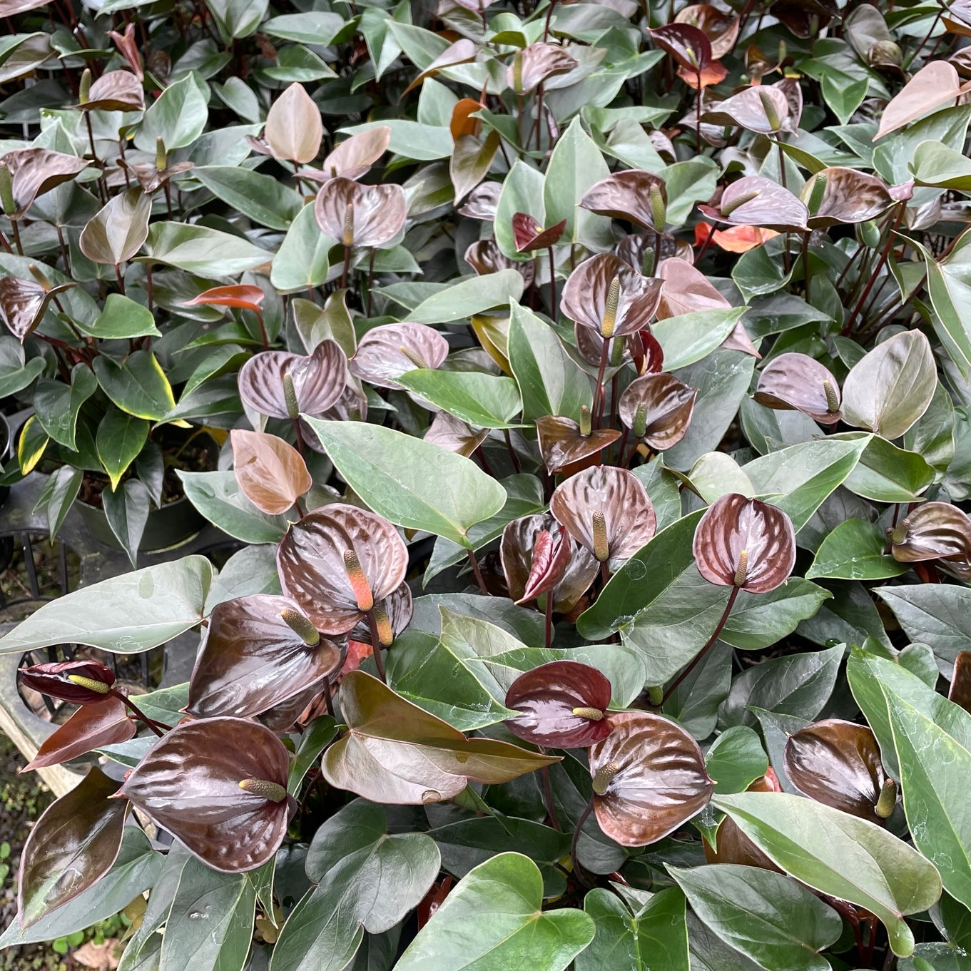 Anth. Love Black (4" Pot)