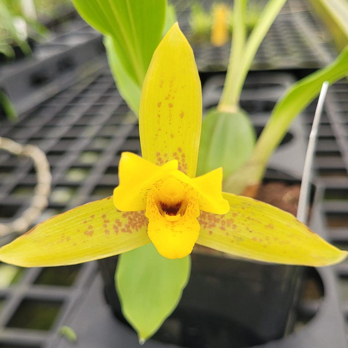 Lycaste powellii x cruenta (4" Pot) - Not Blooming