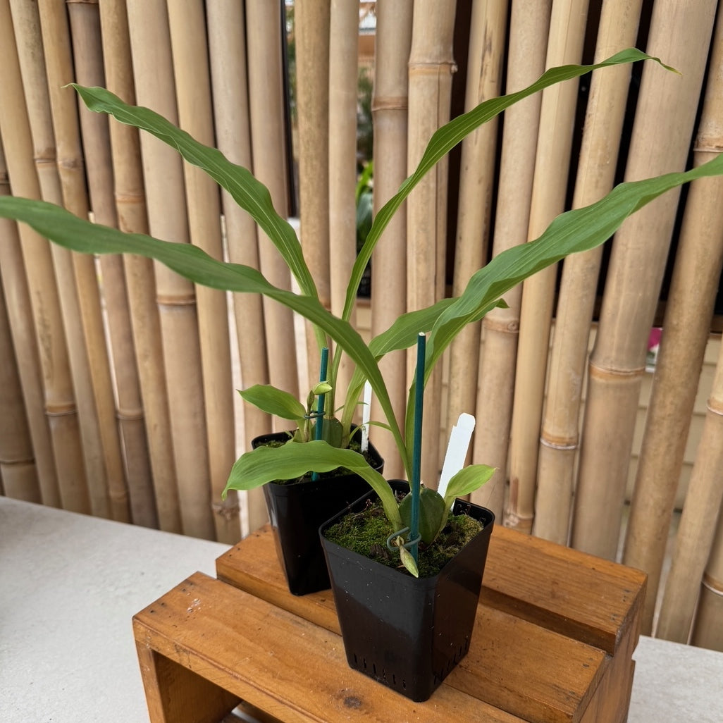 Lycaste powellii x cruenta (4