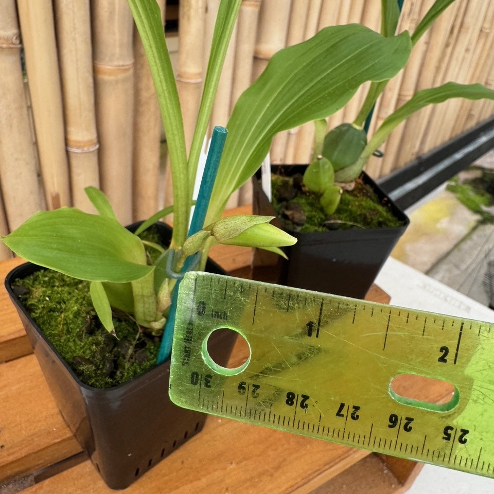Lycaste powellii x cruenta (4