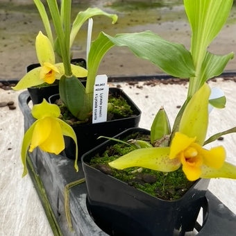 Lycaste powellii x cruenta (4" Pot) - Not Blooming