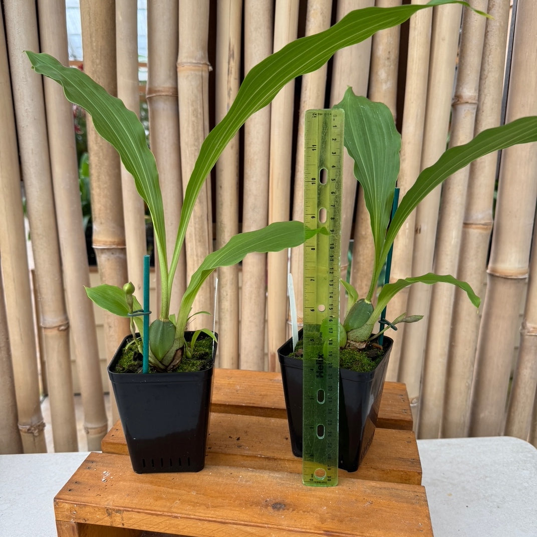 ✨ポッポタンス✨ Lycaste powellii x cruenta (4