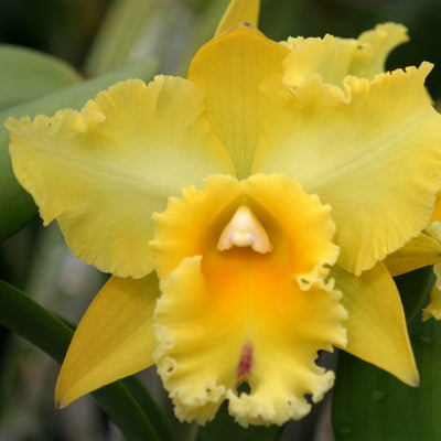 Rlc. Yuko Ito 'Volcano Queen' (Starter-2.75