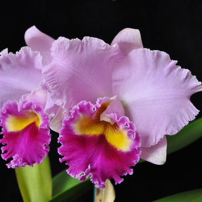 Rlc. Joy Sokabe 'Shining' (5.5" Pot) - Not Blooming