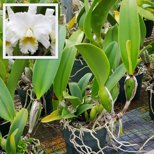 Rlc. Wendy Tanaka 'Volcano Queen' (5.5 Pot) - Not Blooming