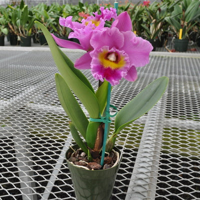 Rlc. Sayoko 'Volcano Queen' (5.5