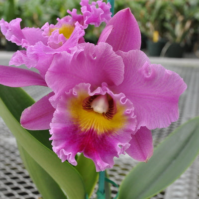 Rlc. Sayoko 'Volcano Queen' (5.5" Pot ) - Buds
