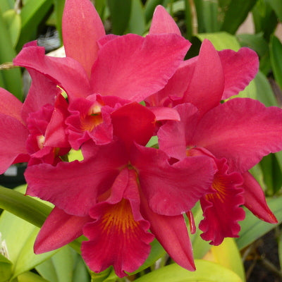 Ctt. Jewel Box 'Scheherazade' AM/AOS (Starter-2.75" Pot)