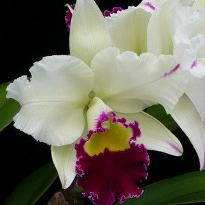 Rlc. Irene Creeden 'Volcano Queen' (Starter- 2.75" Pot)