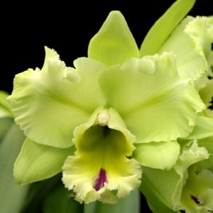 Rlc. Magic Meadow 'Napoleon' (5.5" Pot) - Buds