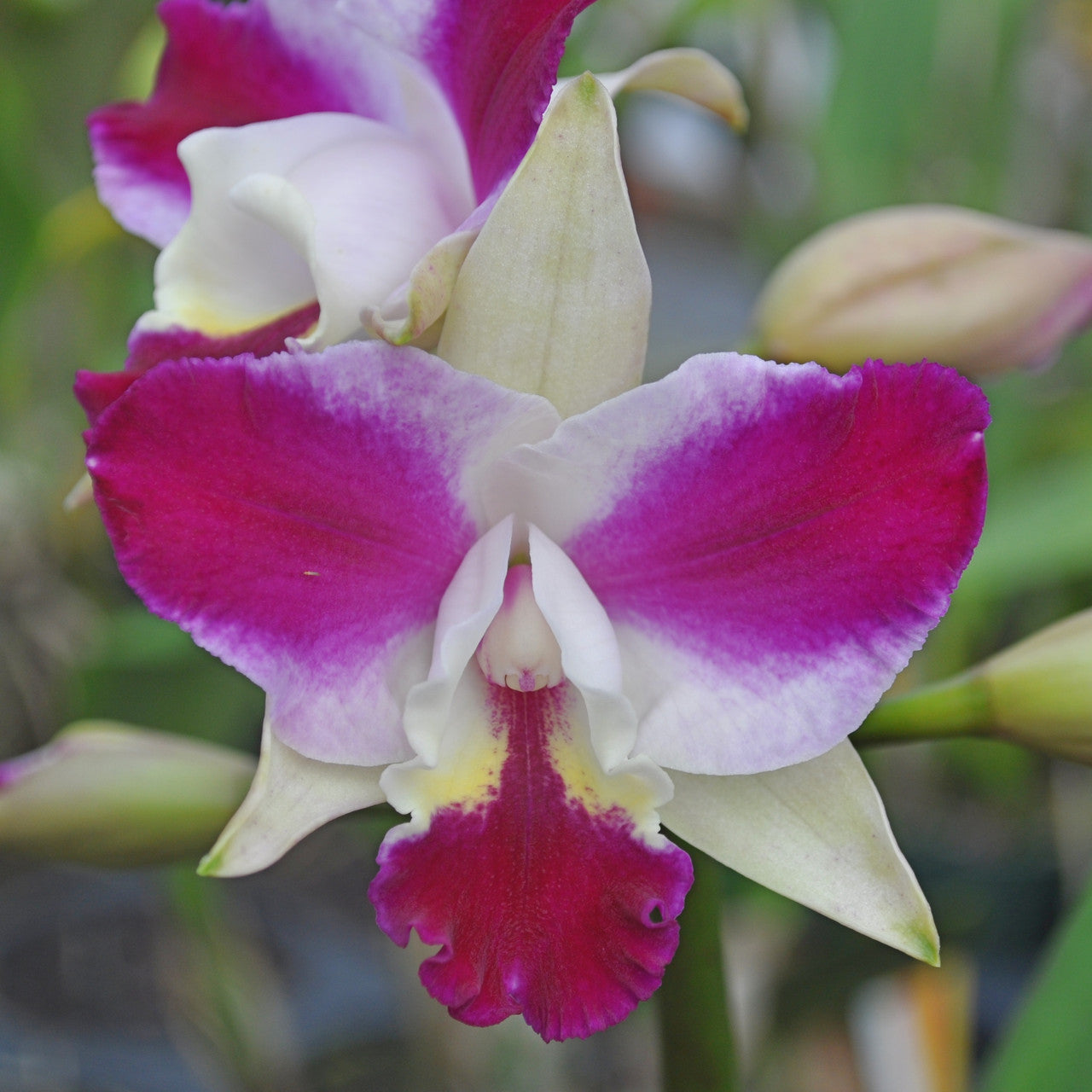 Lc. Purple Cascade 'Volcano Queen' (Starter-2.75" Pot)