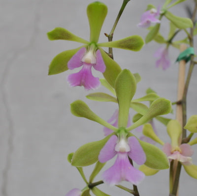 Epy. Serena O'Neill 'Volcano Queen' (4" Pot) - Not Blooming