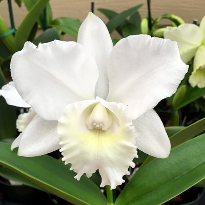 C. Hawaiian Wedding Song 'Virgin' (5.5' Pot) -  Not Blooming