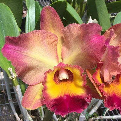 Rlc. Mem. Helen Kyrcz 'Volcano Queen' (Starter-2.75" Pot)