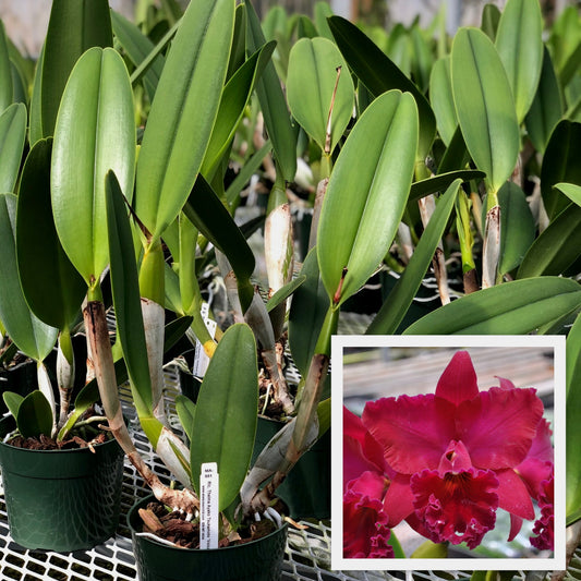Rlc. Thelma Ayako Tsukamoto 'Volcano Queen' (5.5" Pot) - Not Blooming