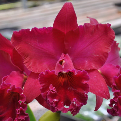 Rlc. Thelma Ayako Tsukamoto 'Volcano Queen' (5.5" Pot) - Not Blooming