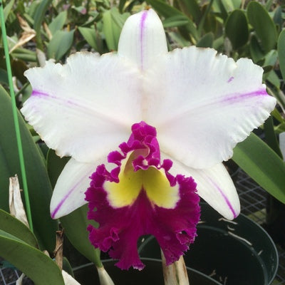 Rlc. Volcano King 'Volcano Queen' (Not Blooming)