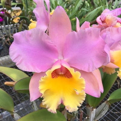 Rlc. Volcano Angel 'Yellow Lip' FLASK (Clone) – Akatsuka Orchid