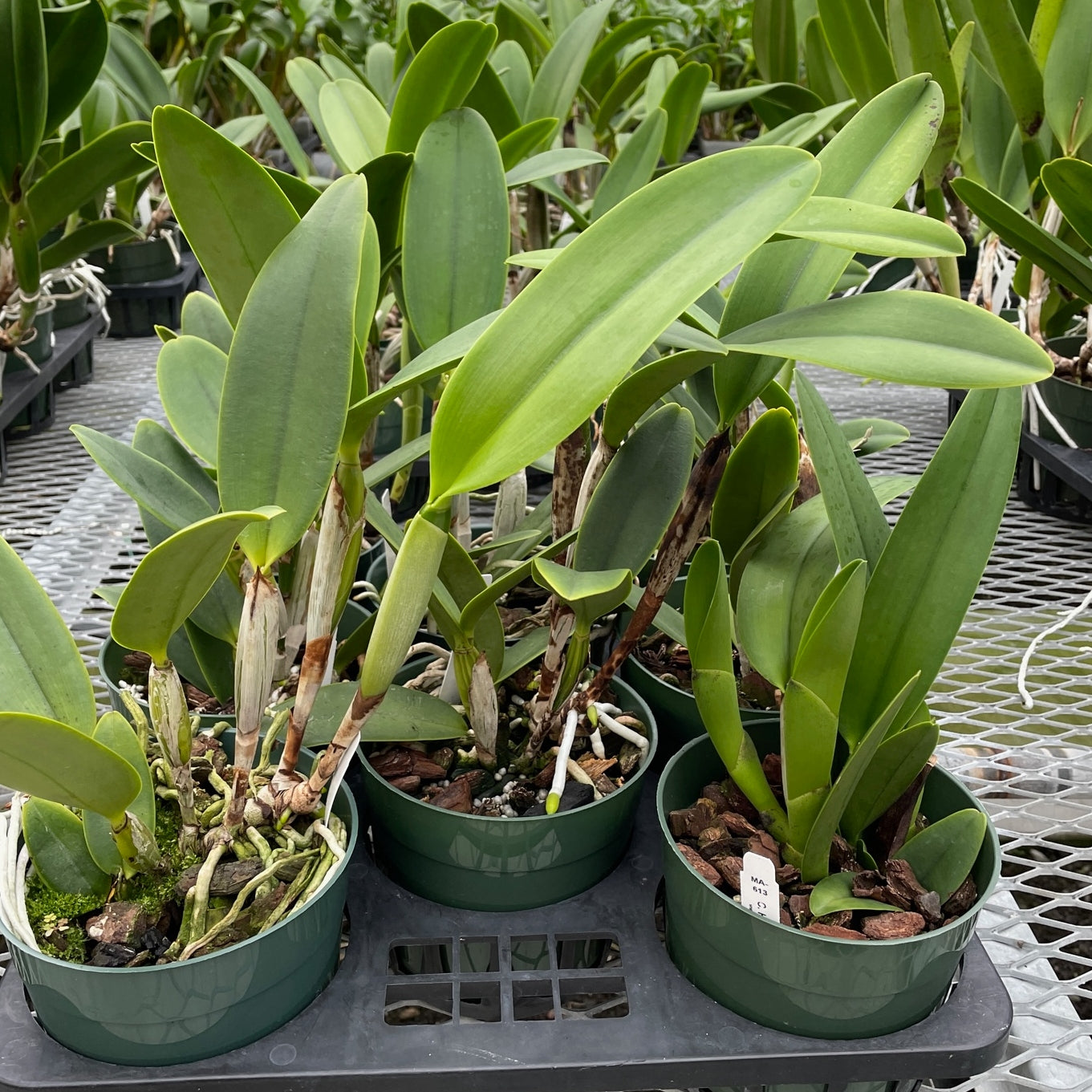 C. Hawaiian Wedding Song 'Virgin' (5.5' Pot) -  Not Blooming