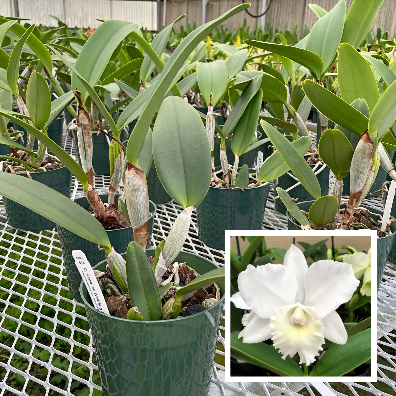 C. Hawaiian Wedding Song 'Virgin' (5.5' Pot) -  Not Blooming