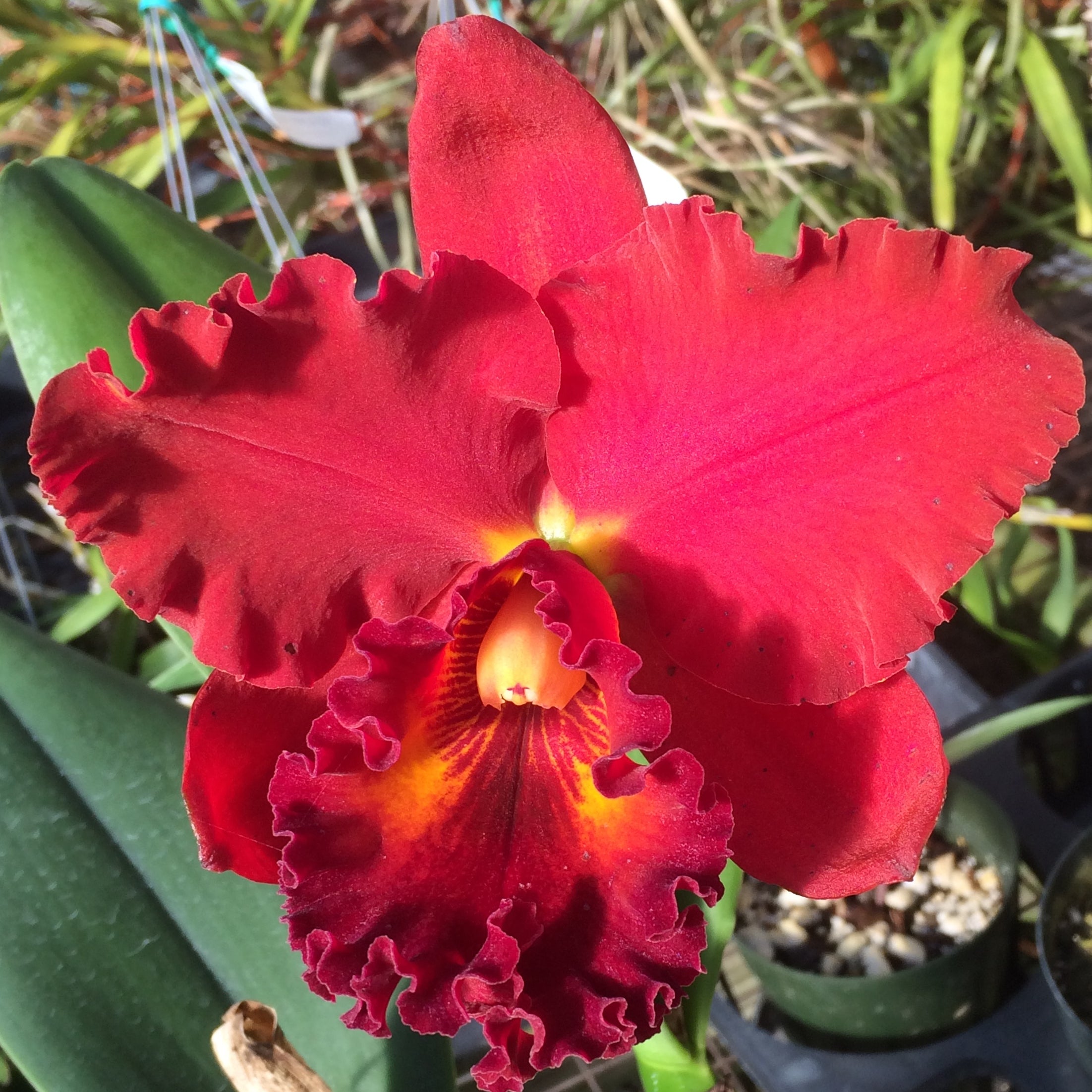 Rlc. Karen Yasuda 'Volcano Queen' (5.5