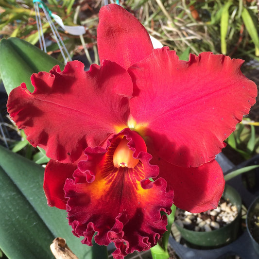 Rlc. Karen Yasuda 'Volcano Queen' (5.5" Pot) - First Bloom