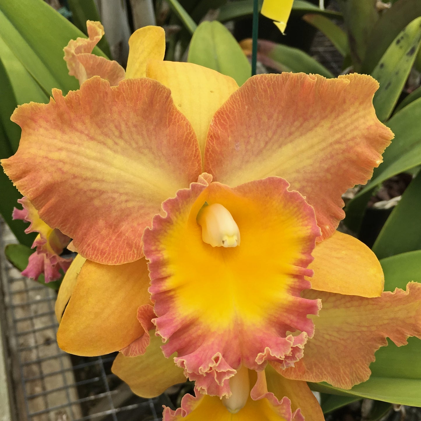 Rlc. Curtis Oda 'Volcano Queen' (Starter-2.75" Pot)
