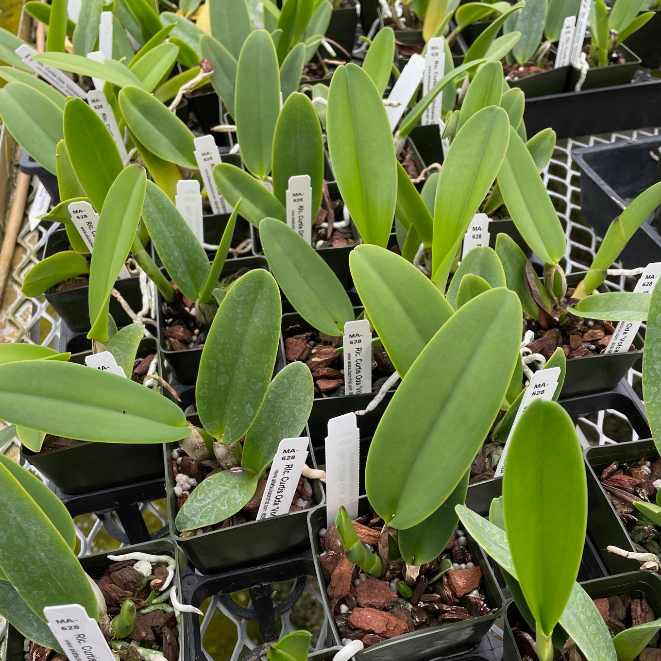 Rlc. Curtis Oda 'Volcano Queen' (Starter-2.75" Pot)