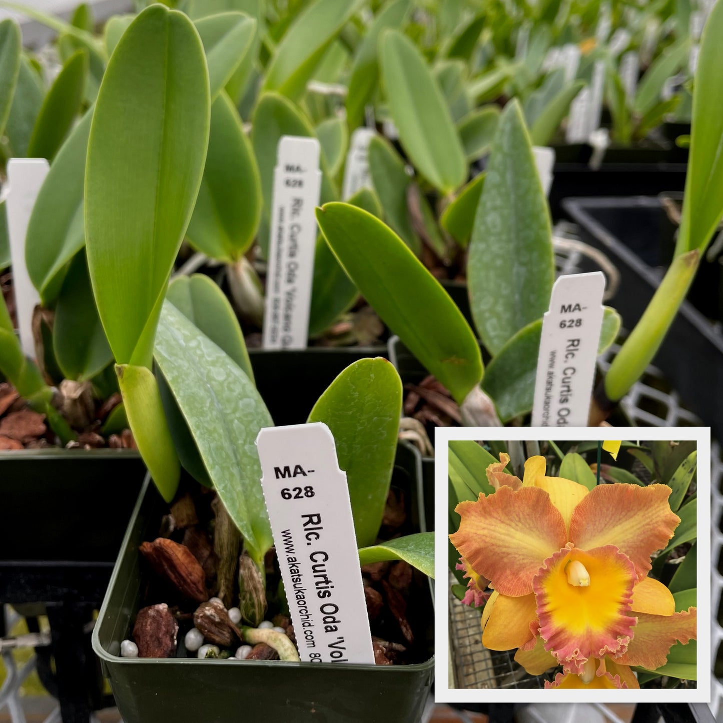 Rlc. Curtis Oda 'Volcano Queen' (Starter-2.75" Pot)