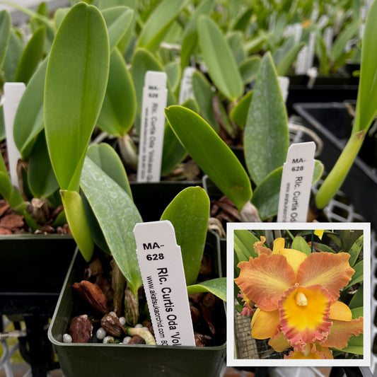 Rlc. Curtis Oda 'Volcano Queen' (Starter-2.75" Pot)