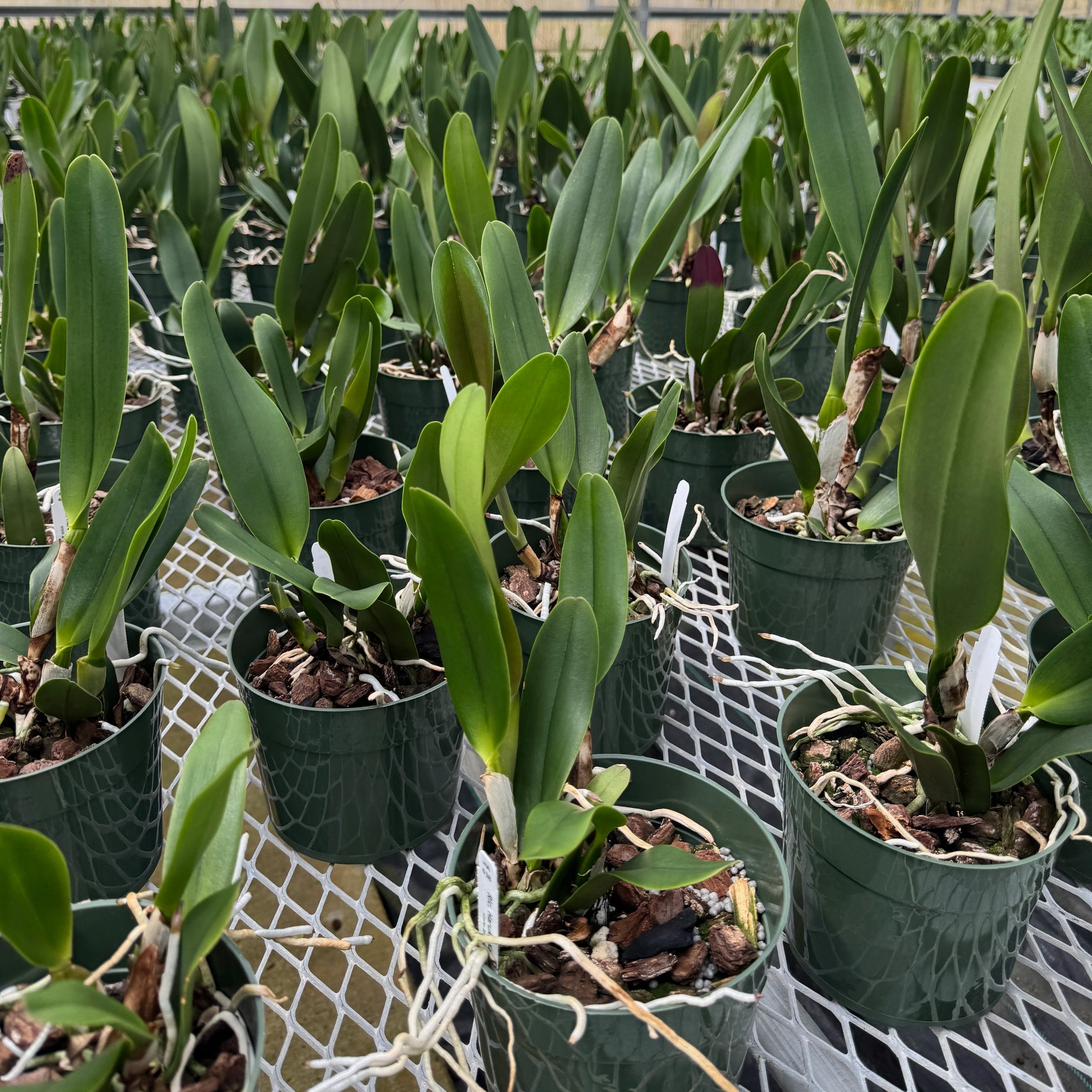 Rlc. Haruko Kanzaki 'Volcano Queen' (5.5