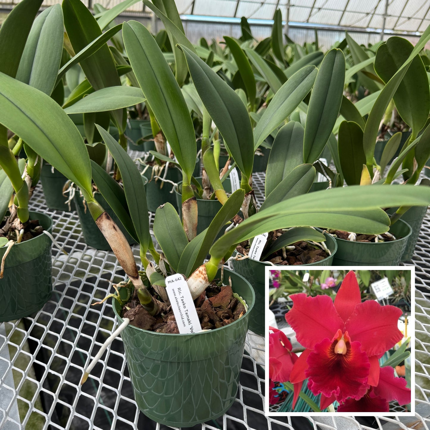 Rlc. Taeko Tamaki 'Volcano Red' (5.5" Pot) - Not Blooming