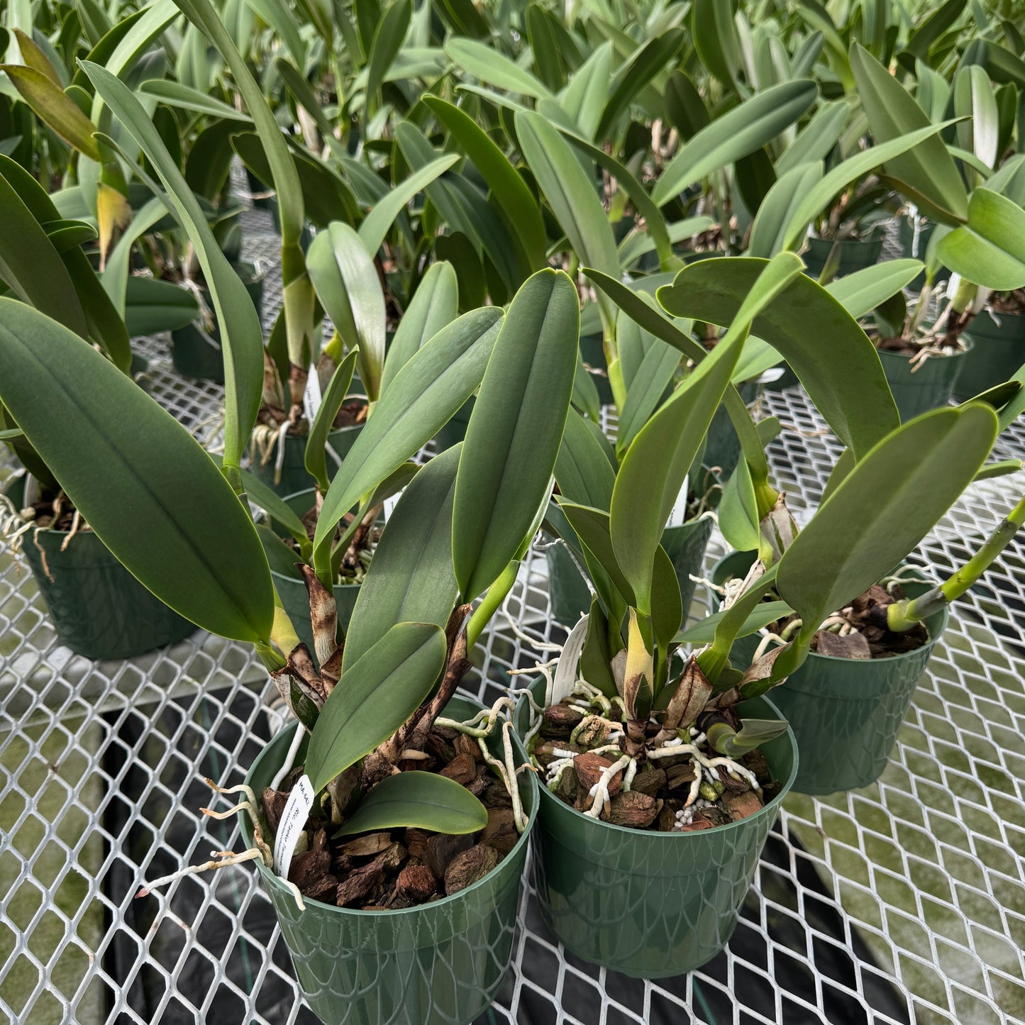 Rlc. Taeko Tamaki 'Volcano Red' (5.5" Pot) - Not Blooming