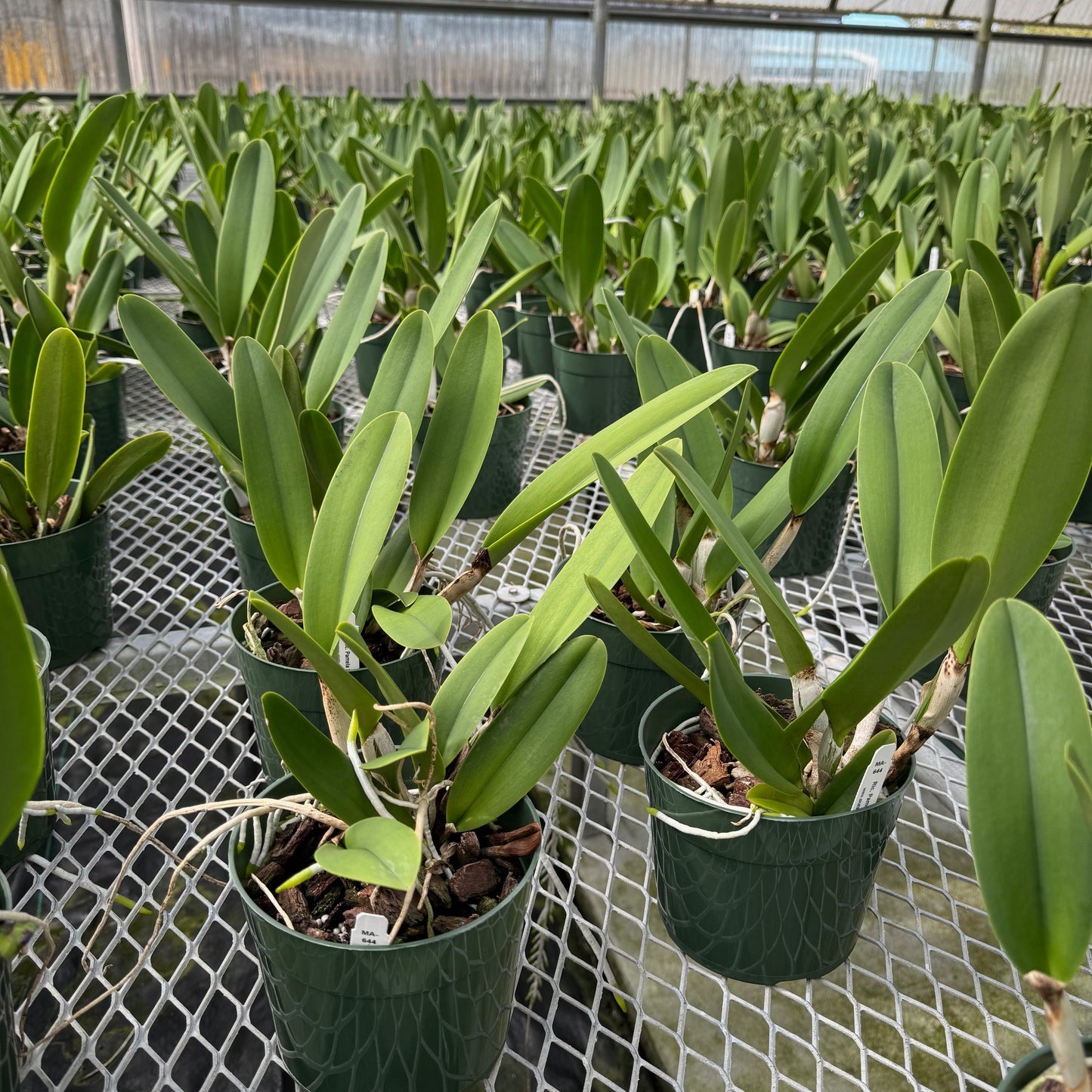 Rlc. Pamela Shell's Volcano Delight 'Volcano Queen' (5.5" Pot) - Not Blooming