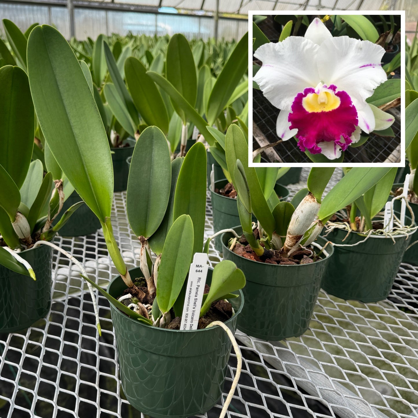 Rlc. Pamela Shell's Volcano Delight 'Volcano Queen' (5.5" Pot) - Not Blooming