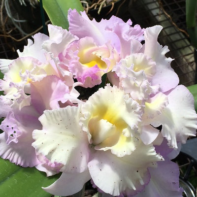 Rlc. Sebastian Pete 'Volcano Queen' FLASK (Cattleya Clone
