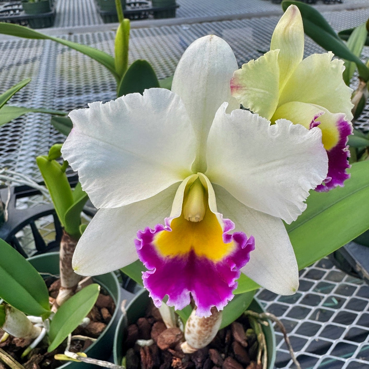 Rth.  Hsinying Catherine 'Hakucho'  (5.5" Pot) - Not Blooming