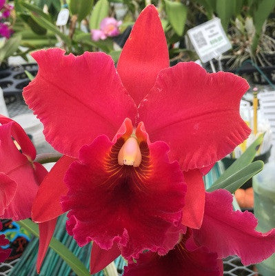 Rlc. Ayayusa 'Volcano Queen' (Starter-2.75