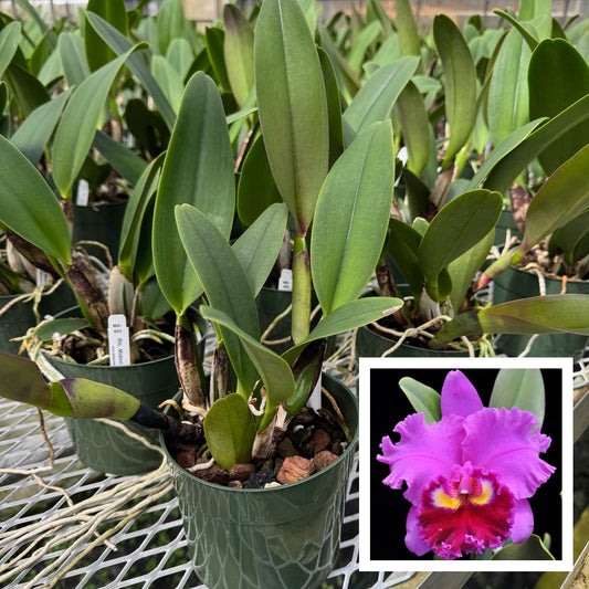 Rlc. Midori Sato 'Volcano Queen' (5.5" Pot) - Not Blooming