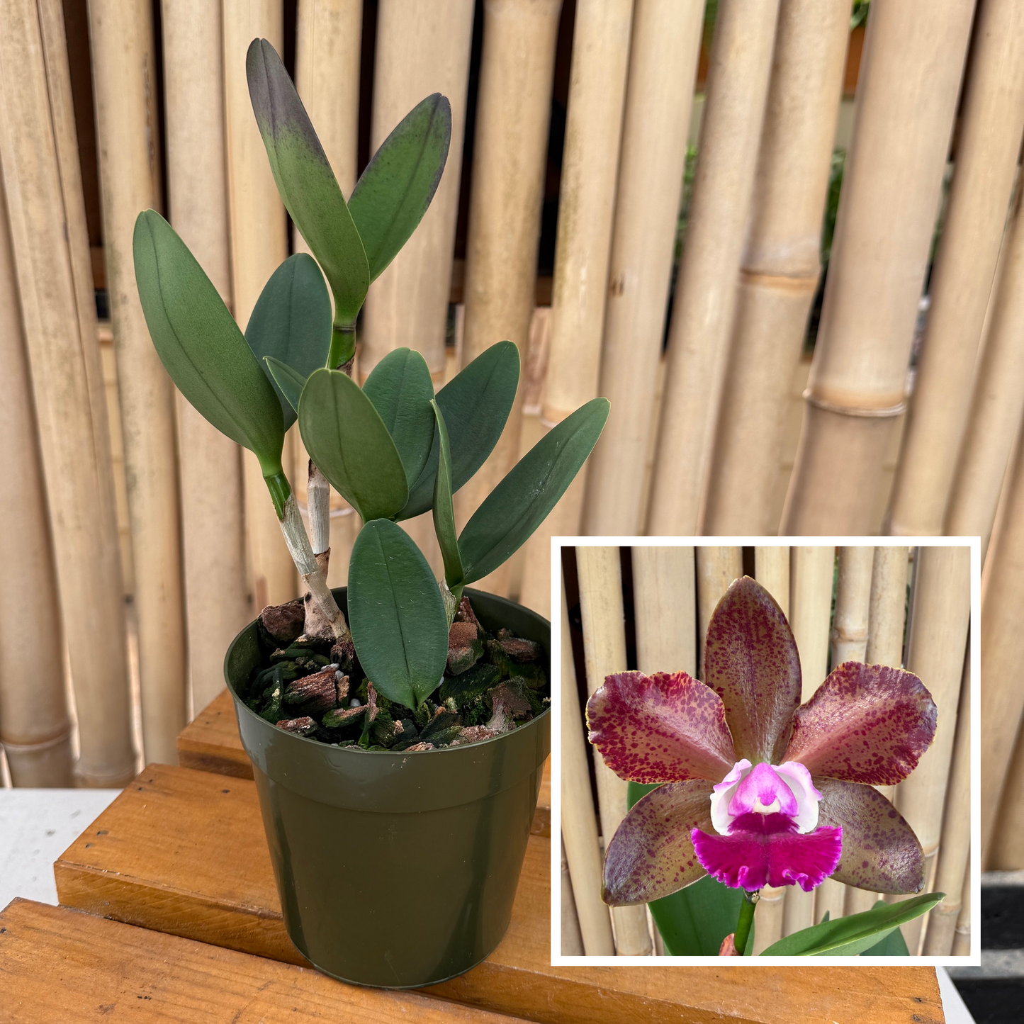 Rlc. Volcano Jewel 'Volcano Queen' (4" Pot) - Not Blooming