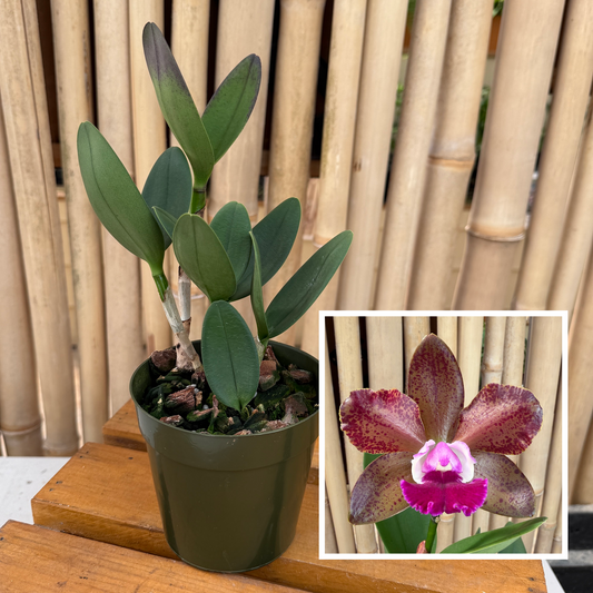 Rlc. Volcano Jewel 'Volcano Queen' (4" Pot) - Not Blooming