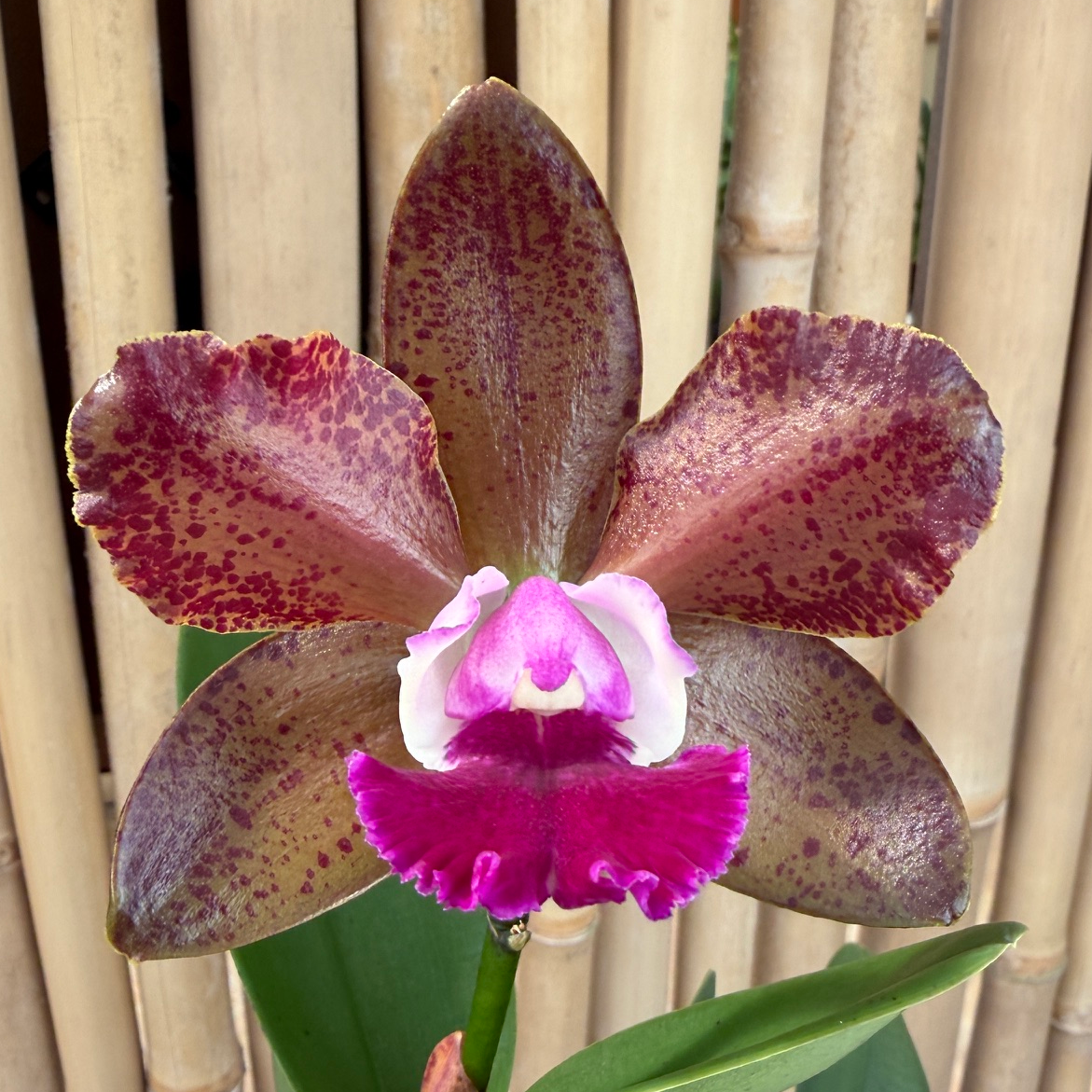 Rlc. Volcano Jewel 'Volcano Queen' (4" Pot) - Not Blooming