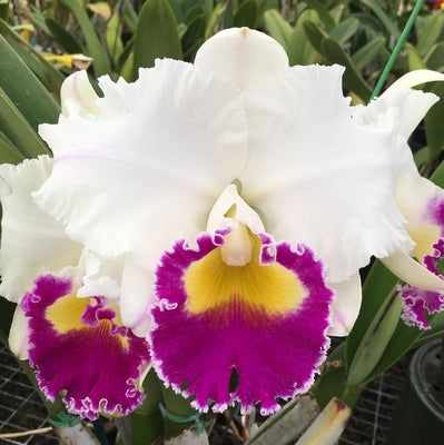 Haru＊Flower／ Rlc. Harue Watanabe 'Volcano Queen' (5.5