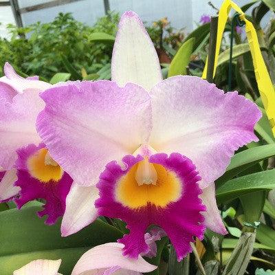 Rlc. Mary Lupi 'Volcano Queen' (5.5" Pot) - Buds