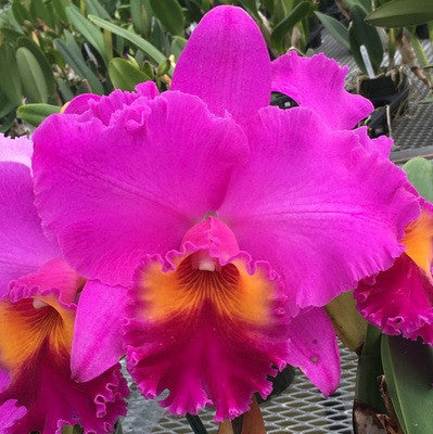 Rlc. Volcano Peaceful 'Volcano Queen' (5.5" Pot) - Not Blooming