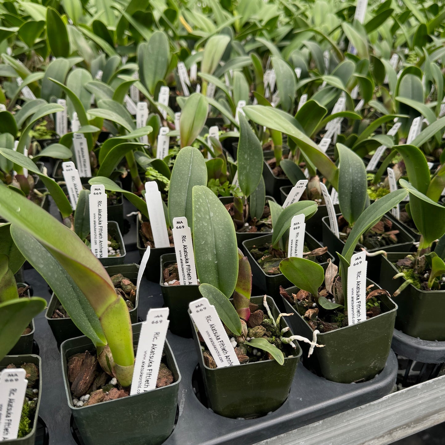 Rlc. Akatsuka 50th Anniversary 'Volcano Queen' (Starter-2.75" Pot)